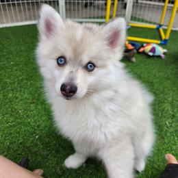 Olive - Merle female Pomsky puppy in La/Oc, California from SoCal Pomskies LLC