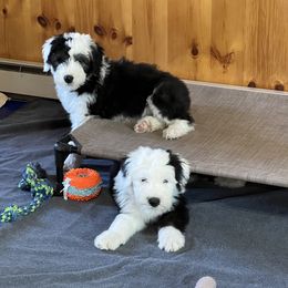 Old English Sheepdog puppies from O’Leary’s Old English Sheepdogs