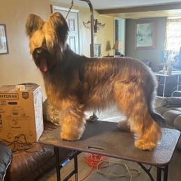 Briard All Grown Up from Davan's