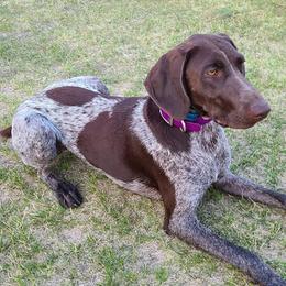 Chesapeake Bay Retrievers and German Shorthaired Pointers from GSP Outdoors