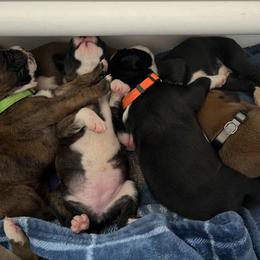 Boxer Puppies from Holly's Boxers of Rochester