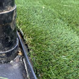 English Springer Spaniel Puppies from Butterfield Trail Farm
