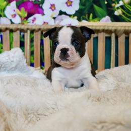 Boston Terrier Puppies from Piper Hill Bostons