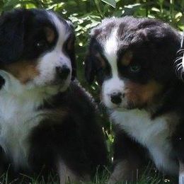 Bernese Mountain Dogs from Elaine Pelletier's Bernese Mountain Dogs