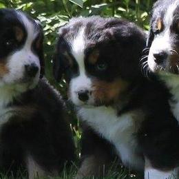 Bernese Mountain Dogs from Elaine Pelletier's Bernese Mountain Dogs