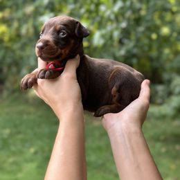 Brown girl - red color - Red and rust female Doberman Pinscher puppy in Old Bridge, New Jersey from Wizard Ost Revolution kennel