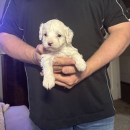 Daisy - Brown and white Cockapoo puppy in Fort Gibson, Oklahoma from Purser Puppy Patch