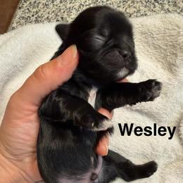 Wesley - Black and white male Shih Tzu puppy in Kettering, Ohio from The Ruff Life Tribe