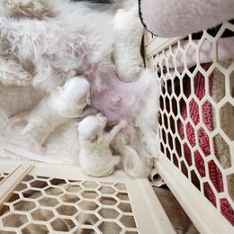 Maltese - White male Maltese puppy in Zanesville, Ohio from Donna's Maltese