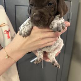 Lizzy - Liver roan female German Shorthaired Pointer puppy in Bainbridge, Georgia from Chapman Bird Dogs
