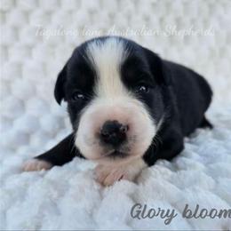 Glory bloom - Black & white female Miniature Australian Shepherd puppy in Muskogee, Oklahoma from Tagalong Lane Australian shepherds