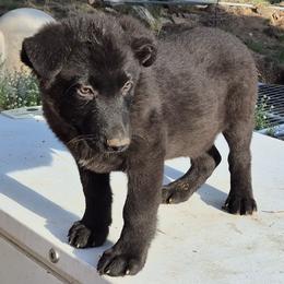 Boy 2 Gold - Black male German Shepherd puppy in Lake George, Colorado from High Country German Shepherds