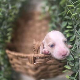 Honey - Piebald female Dachshund puppy in Grant, Michigan from Low Down Dashchuand