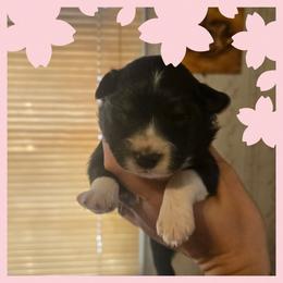 Girl 5 - Black tri-color female Australian Shepherd puppy in Lubbock, Texas from Texas Bluebonnet Herders