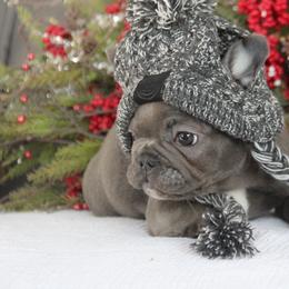 Gordo - Blue male French Bulldog puppy in Piedmont, Oklahoma from 5A Frenchies