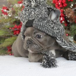 Gordo - Blue male French Bulldog puppy in Piedmont, Oklahoma from 5A Frenchies