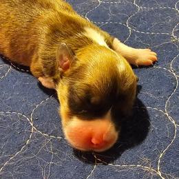 Bruno - Sable male Pembroke Welsh Corgi puppy in Walnut, Iowa from Michelle's House of Corgi's