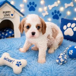 Toffee - Blenheim male Cavalier King Charles Spaniel puppy in Dallas, Texas from Holliday Cavalier King Charles Spaniels