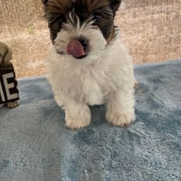 Biewer Terrier, Pomeranian, Poodle, and Yorkshire Terrier Puppies from Heartland small breeds