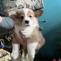 Boy 1 - Red male Pembroke Welsh Corgi puppy in Chino Valley, Arizona from Blecker Kennel