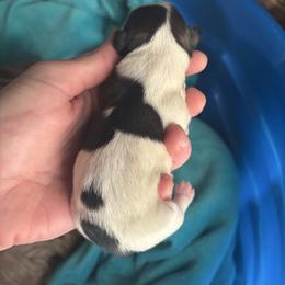 Boy 2 - Chocolate and tan male Shih Tzu puppy in Dunlap, Tennessee from Beards of Glory
