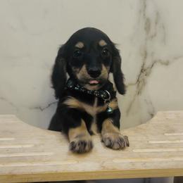 Xander - Black and cream male Dachshund puppy in Altus, Oklahoma from Johnson Prairie Pups