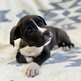 Black Brindle - Black brindle American Pit Bull Terrier puppy in Nine Mile Falls, Washington from Bartin Kennels