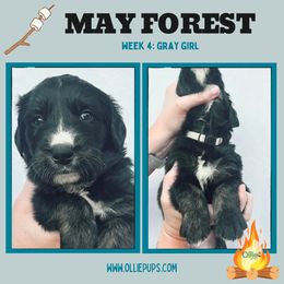 May Forest - female Golden Mountain Dog puppy in Boiling Springs, South Carolina from OlliePups, LLC