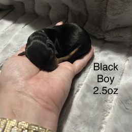 Black Collar - Black and tan male Yorkshire Terrier puppy in Salem, Illinois from Partin’s Yorkies