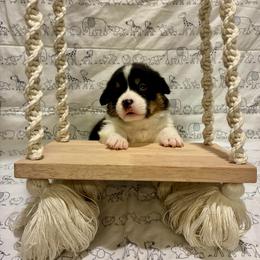 Sven - Black and tan male Pembroke Welsh Corgi puppy in Hanover, Pennsylvania from Happily Ever After Corgis