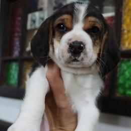 Cooper - Black tan and white male Beagle puppy in Susanville, California from Homegrown Beagles