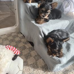 Biewer Terrier, Cavapoo, Cockapoo, Goldendoodle, Poodle, and Yorkshire Terrier Puppies from Pucci Pawfect