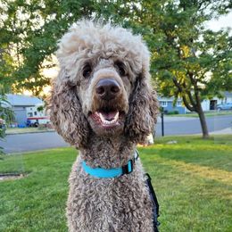 Poodles from Poodle Puppy Passion