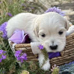 Coton de Tulear Puppies from Lavender Fields Cotons