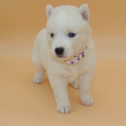 Pomsky and Siberian Husky Puppies from Beastly Beauties Huskies & Pomskies