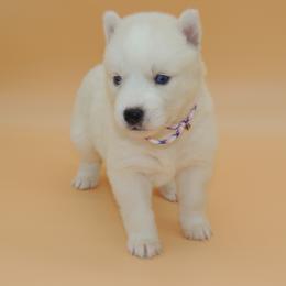 Pomsky and Siberian Husky Puppies from Beastly Beauties Huskies & Pomskies