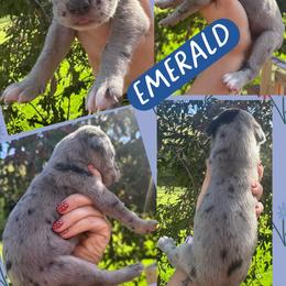 Emerald - Merle male Great Dane puppy in Wellsville, New York from Prophecy Danes