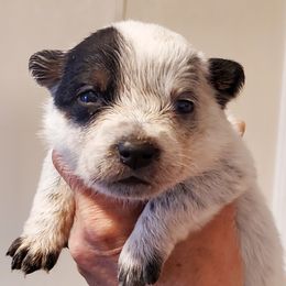 Girl 1 - Blue speckled female Australian Cattle Dog puppy in Lenoir, North Carolina from Blue Coyote Ranch