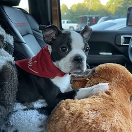 Boston Terrier Puppies from Bonze Boston Terriers