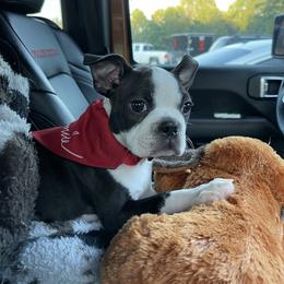 Boston Terrier Puppies from Bonze Boston Terriers