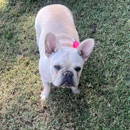 Girl 1 - Cream French Bulldog puppy in Tennessee from West Tennesse Frenchies