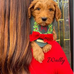 Wally - Red  male Goldendoodle puppy in State Road, North Carolina from Must Love Doodles