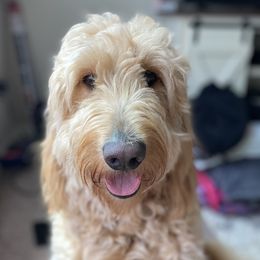 Makana - Goldendoodle