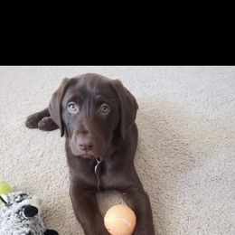 Labrador Retriever Puppies from Mineau’s Farm Labrador Retrievers