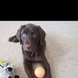 Labrador Retriever Puppies from Mineau’s Farm Labrador Retrievers