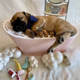 Great Dane Puppies from Lazuli Great Danes