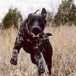 German Shorthaired Pointers from Dills German Shorthairs
