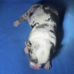 Preston - Blue merle and white male American Corgi puppy in Nortonville, Kansas from Low Riders Corgis & Mini Aussies
