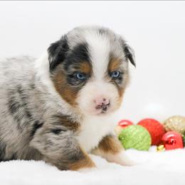 Male 3 - Blue merle male Miniature American Shepherd puppy in Childress, Texas from Taylor Farms