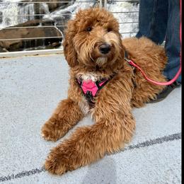 Bailey - Goldendoodle